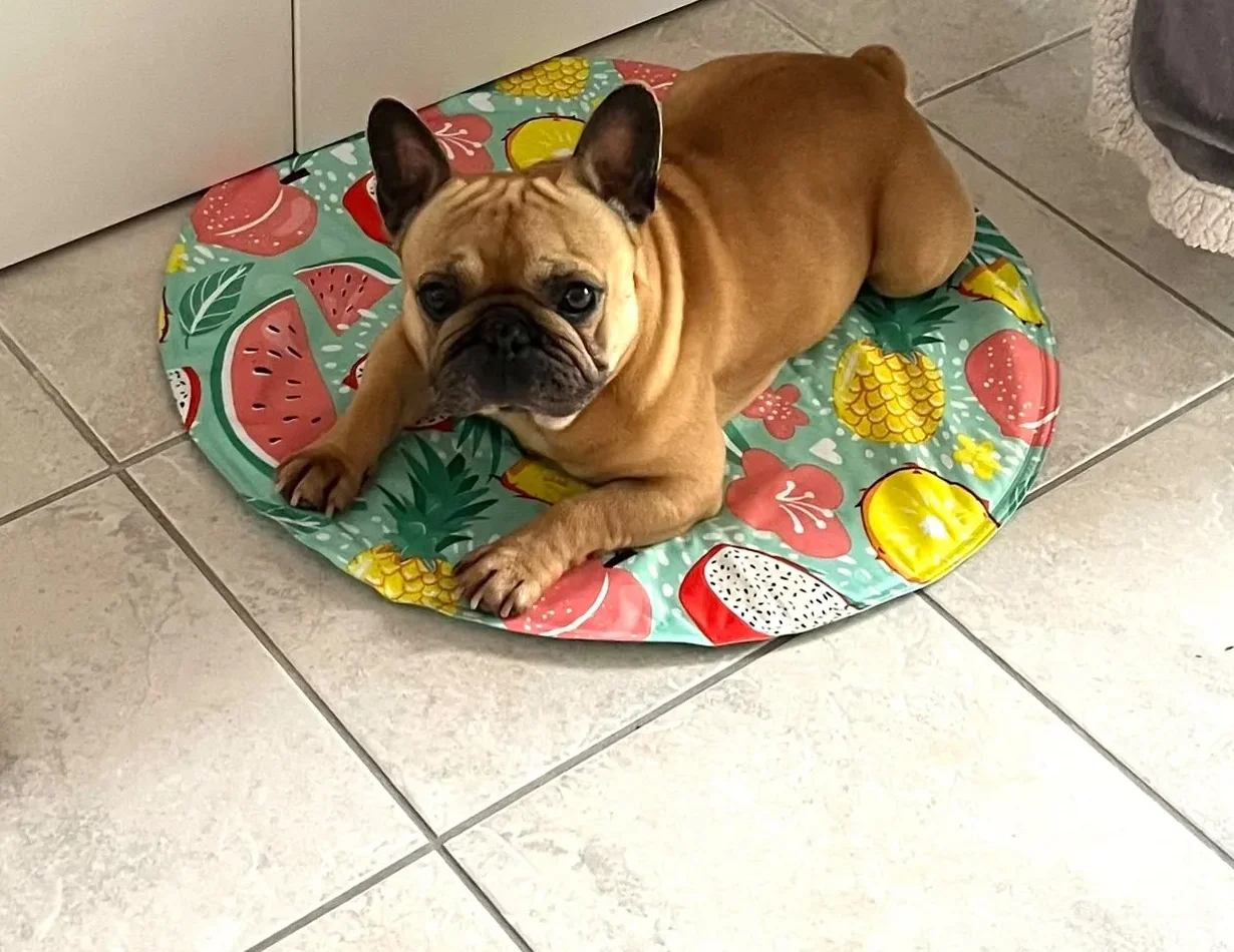 Manon accueillant un chien en hébergement privatif à Vannes